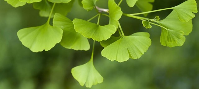 Ginkgo biloba