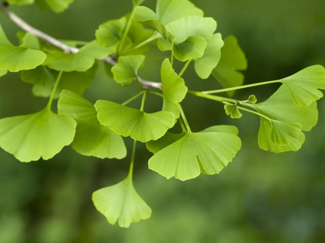 Ginkgo biloba