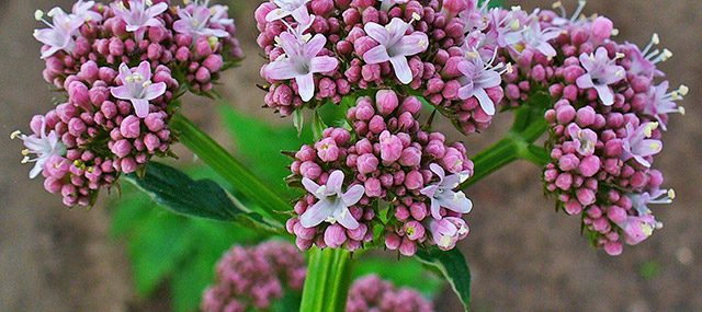 Valeriana