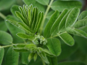 Astragalus