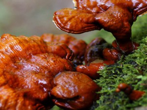 Ganoderma