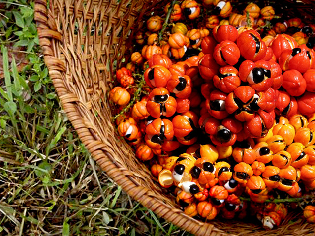 Guaraná (Paullinia cupana)