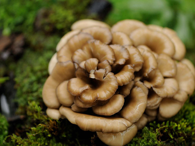 Maitake