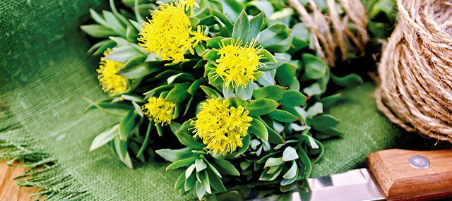 Rhodiola rosea