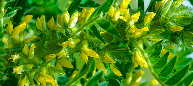 Astrágalo propiedades, beneficios, efectos, dónde comprar