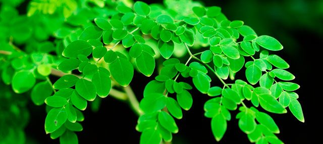 moringa