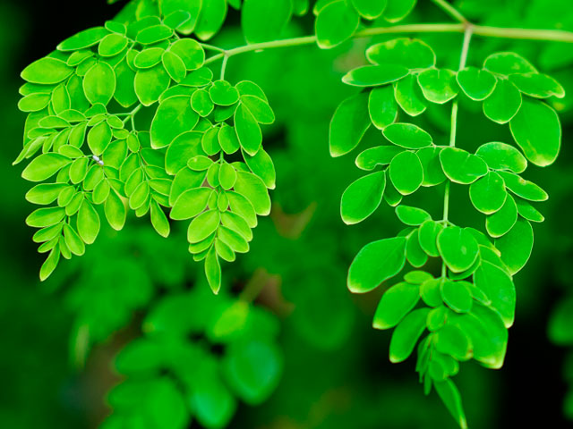 Moringa