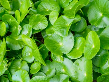 Centella asiática