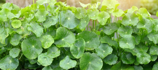 Centella_asiatica_propiedades_beneficios