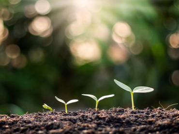 Crece la producción ecológica Crece la producción ecológica