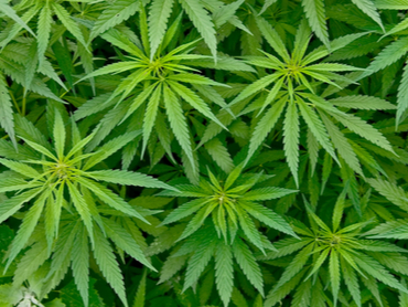 propiedades del CBD
